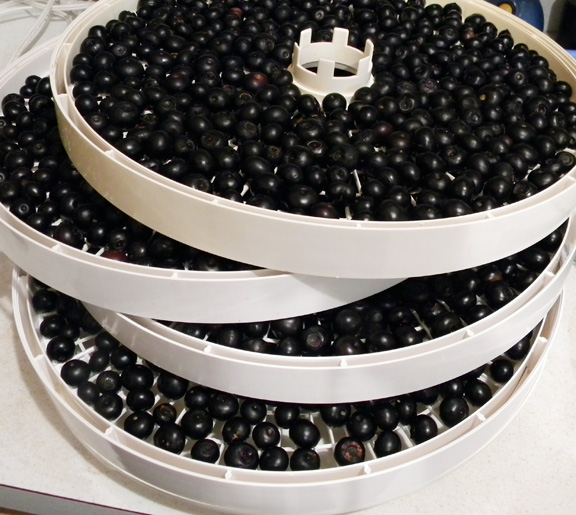 Dehydrating Blueberries