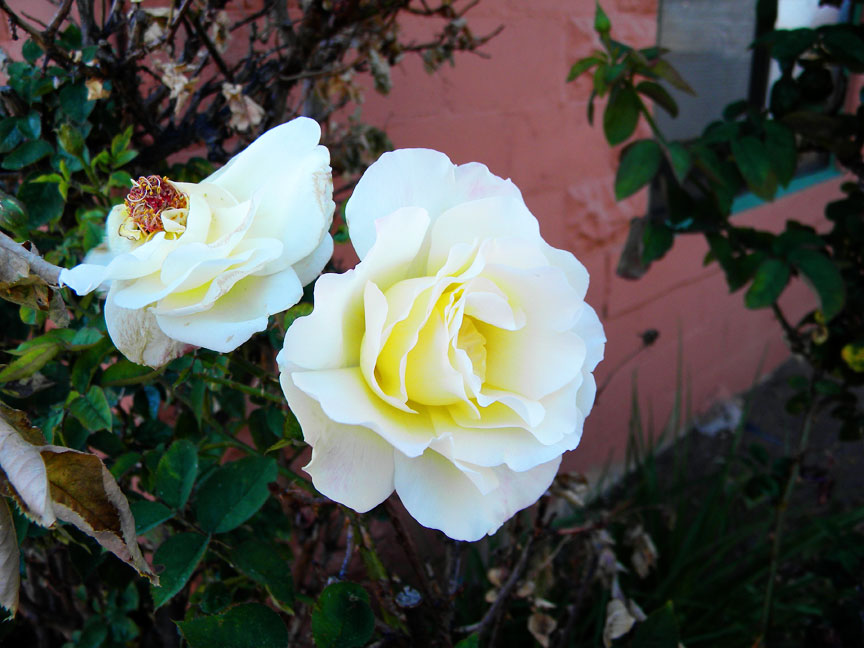 Pretty white roses