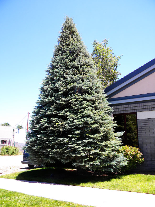 Perfect Huge Christmas Tree