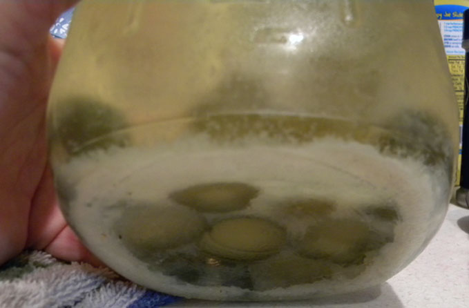 White sediment on bottom of homemade pickles