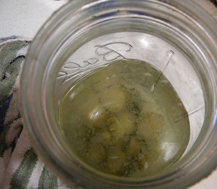White scum "bloom" floating on top of pickles